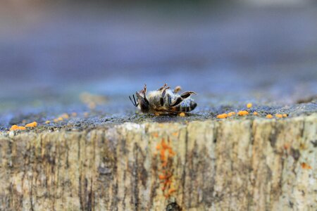 Macro varroa insects