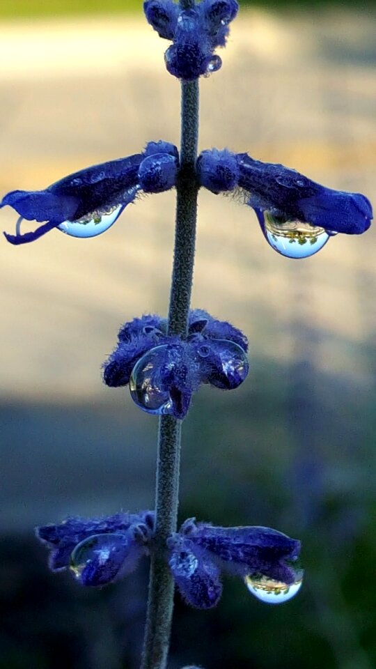 Droplet droplets leaf