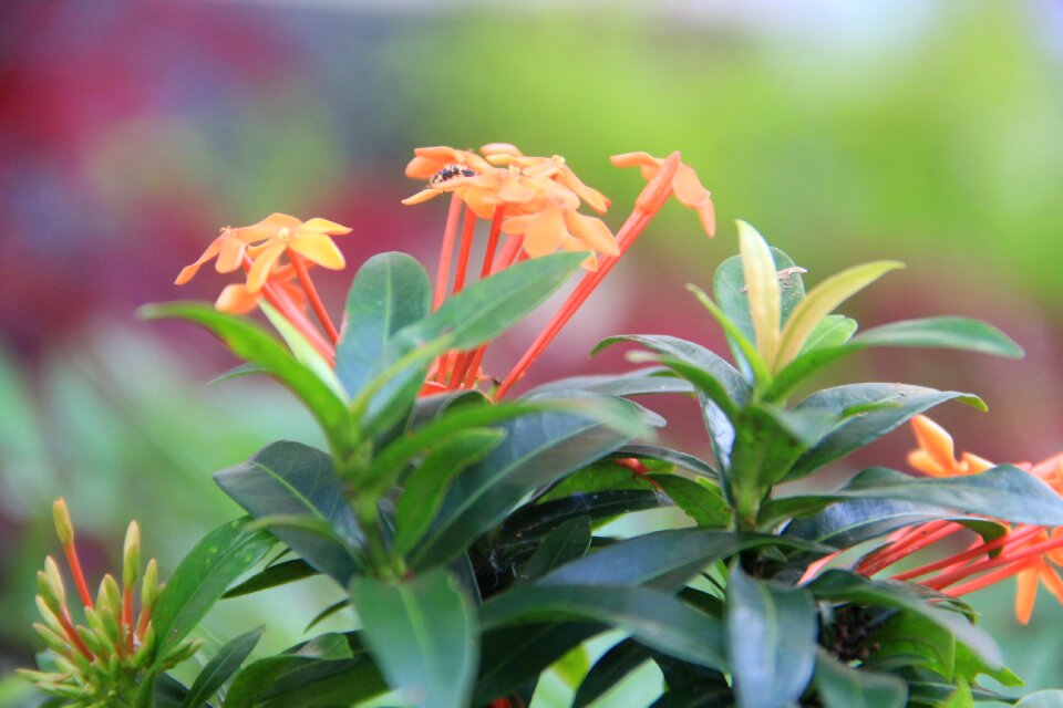 Garden plant indonesia