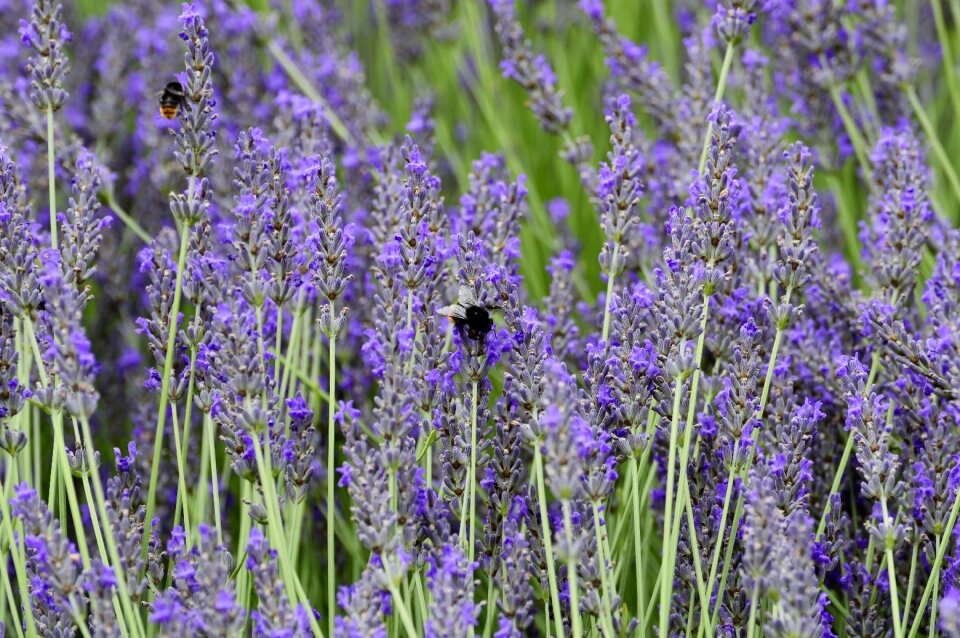 Insect white nature photo