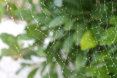 Drip morgentau cobwebs