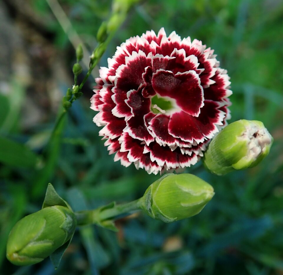 Plant garden nature