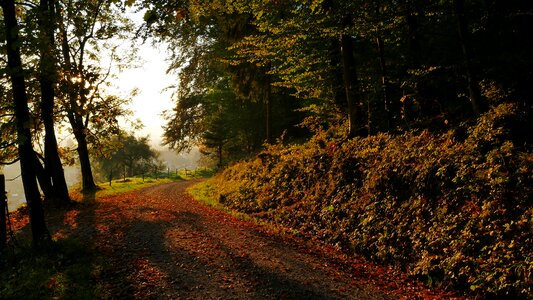 Leaves forest trees