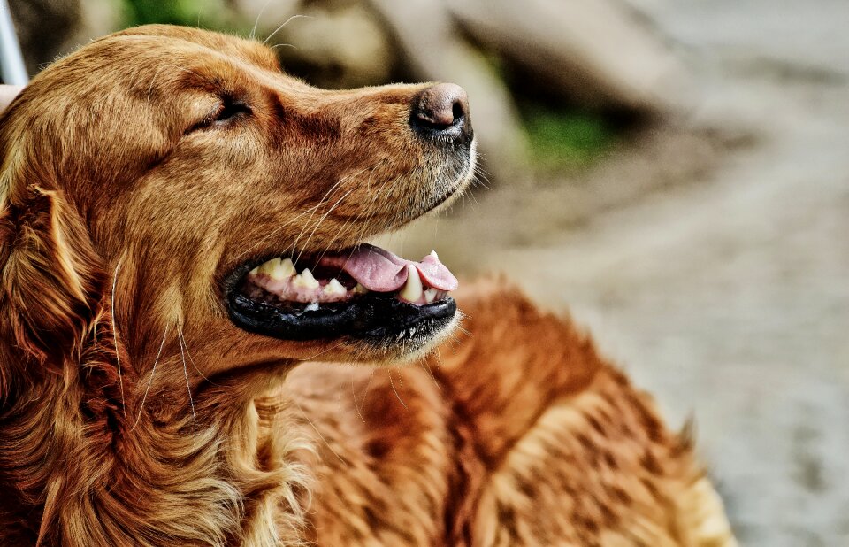 Light brown pet big dog photo