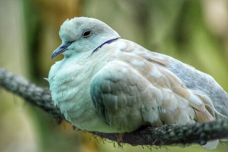 Animals fly beak photo