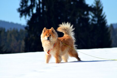 Pet dog breed fur photo