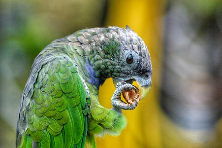 Bird nature parrots