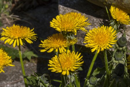 Weeds taraxacum spring