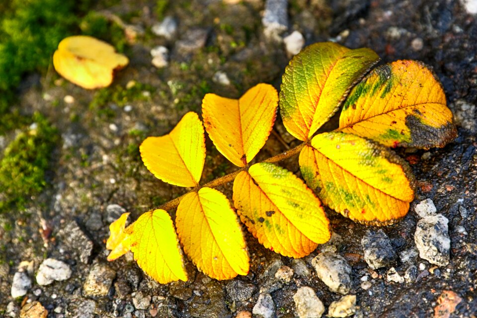 Fall ground nature