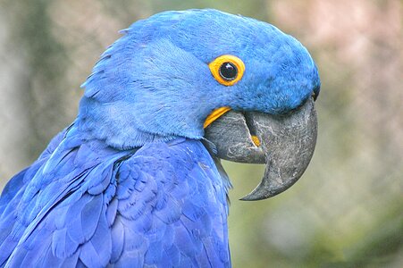 Wings landscape blue