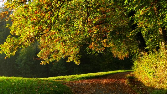 Tree leaves light