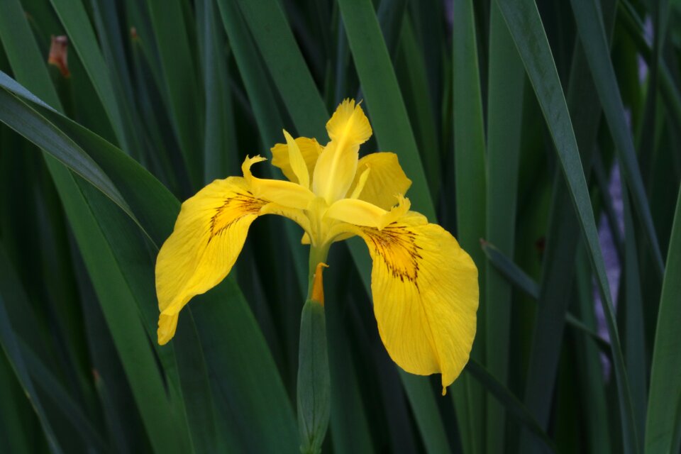 Plants pond flowers