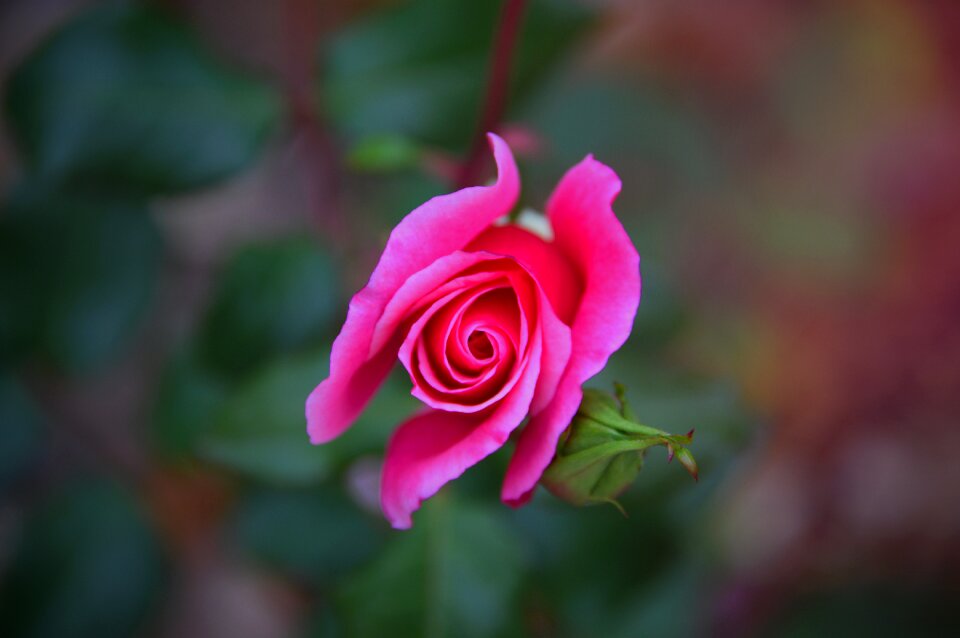 Flower love nature