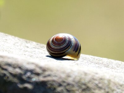 Snail yellow spiral geometry natural