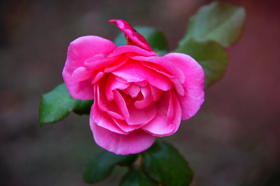 Flower love nature