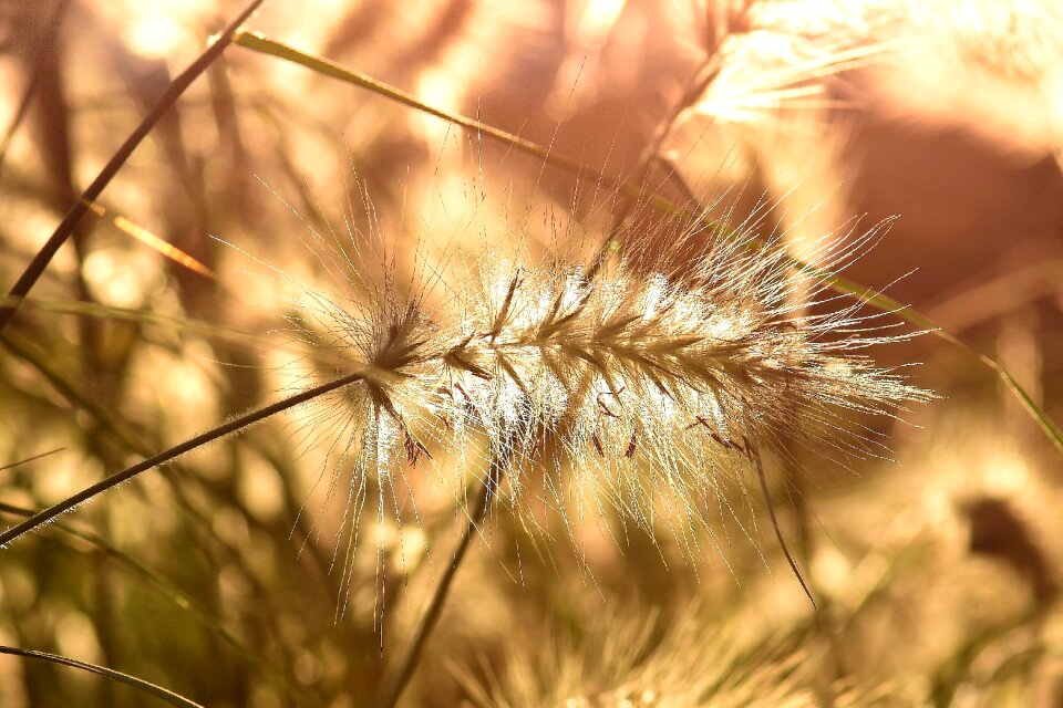 Garden nature plant