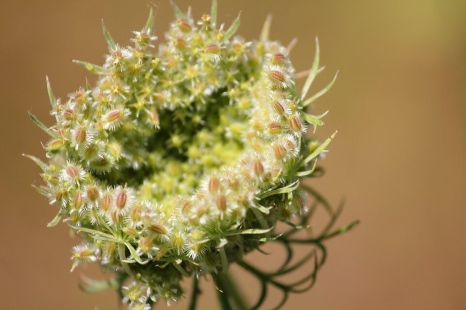 Interesting nature hairy