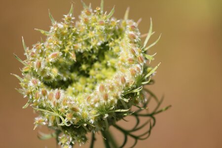 Interesting nature hairy