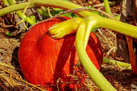 Orange food fruit
