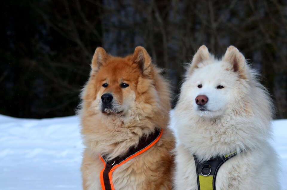 Leisure nature purebred dog