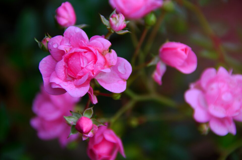 Flower love nature