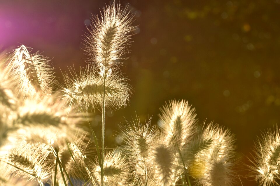 Garden nature plant