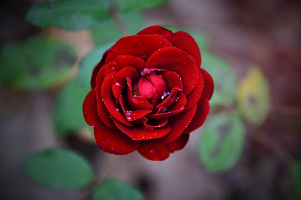 Flower love nature
