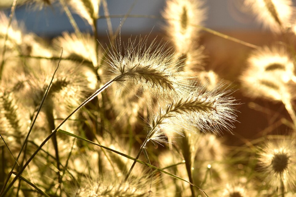Garden nature plant