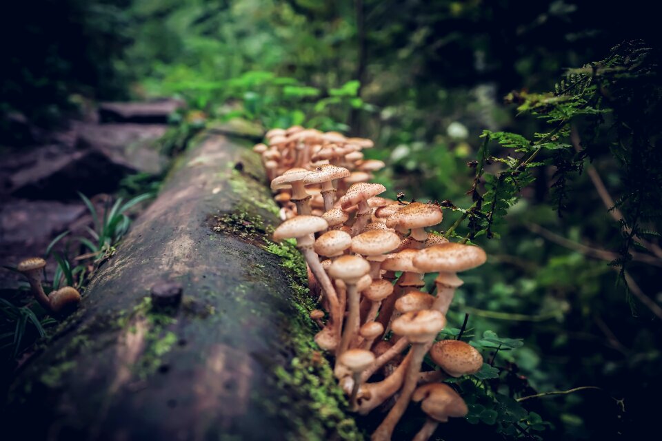Nature autumn wood