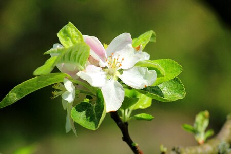 Flowering trees sad apple