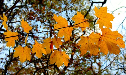 Season yellow leaves sprig photo