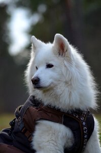 Sled dog snow dog portrait