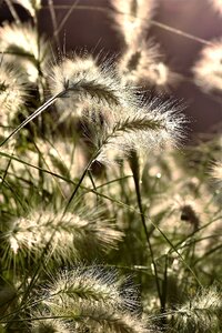 Garden nature plant