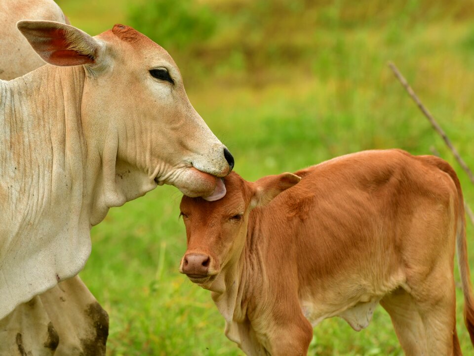 Ruminant cattle cows
