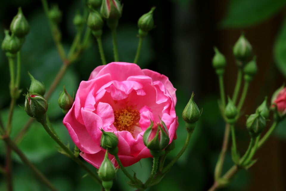 Garden flowers nature