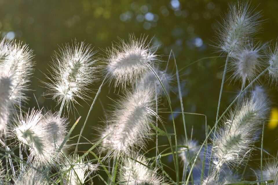 Garden nature plant