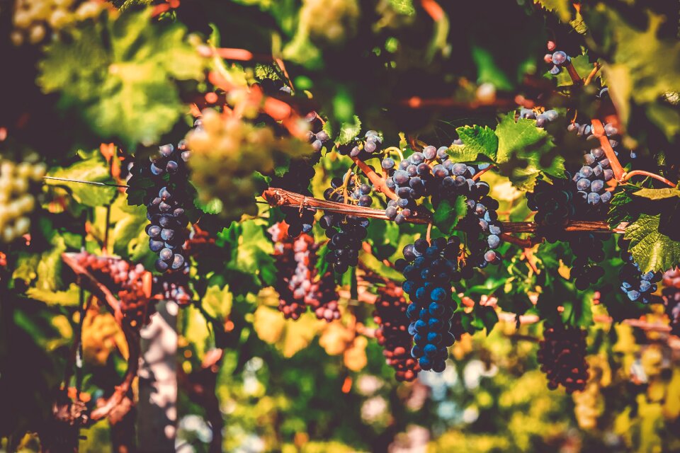 Grapevine winegrowing blue