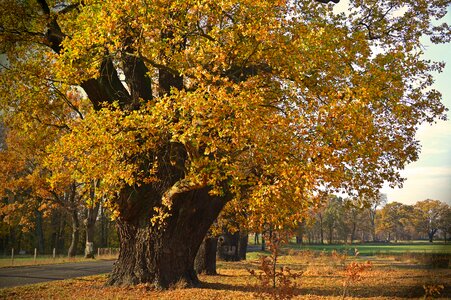 Deciduous trees old oaks centuries