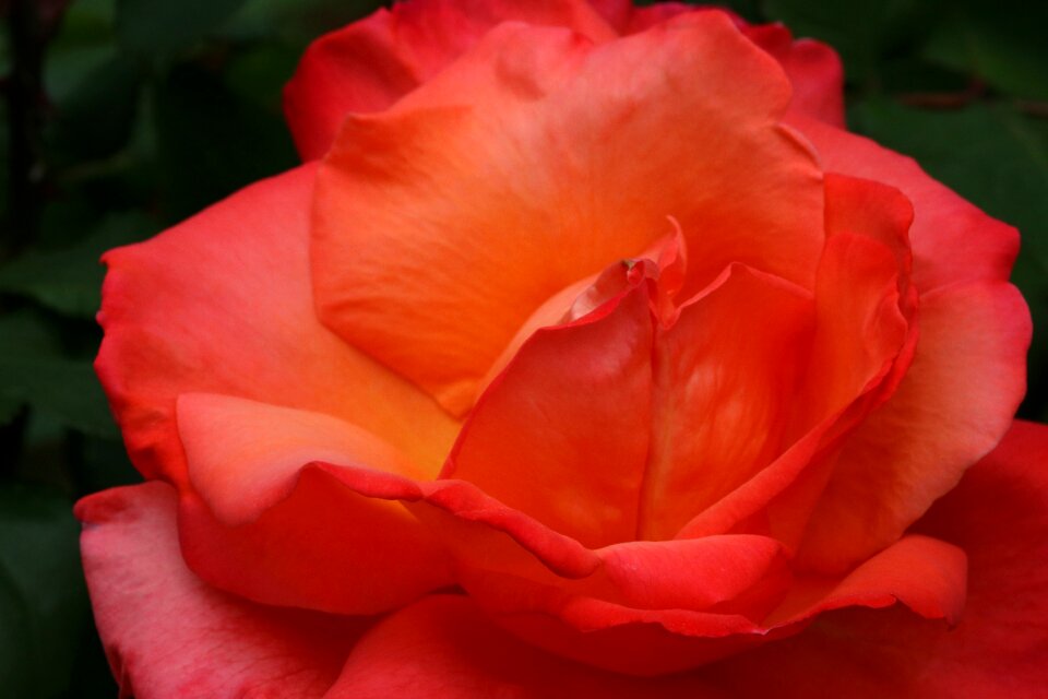 Garden flowers nature