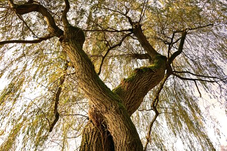 Tribe deciduous tree leaves