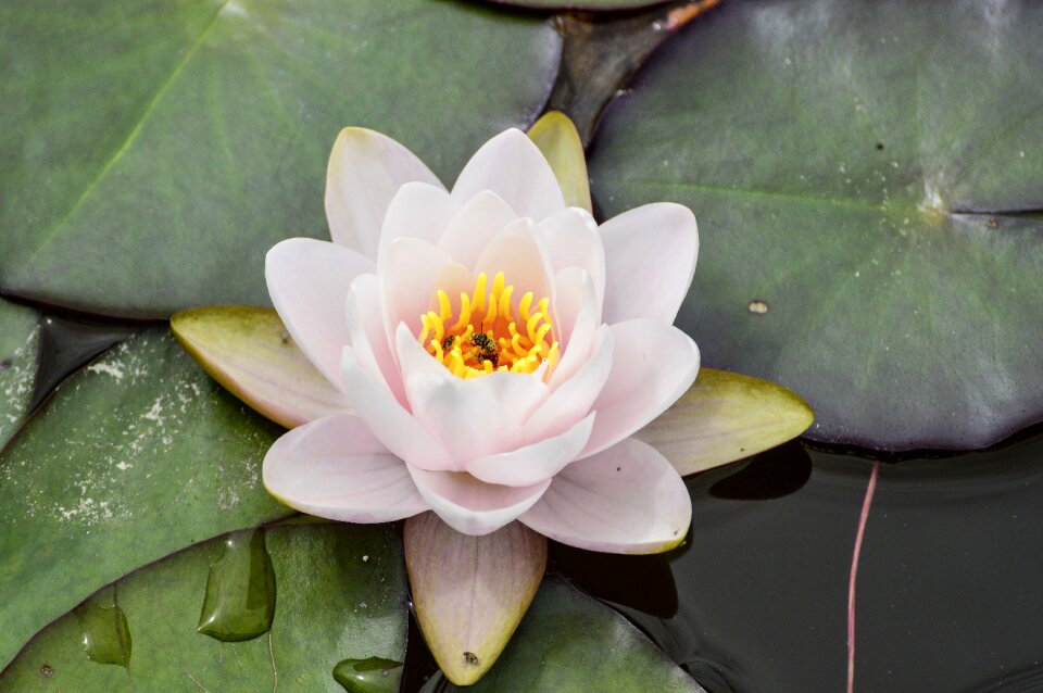 Pond plant flowers
