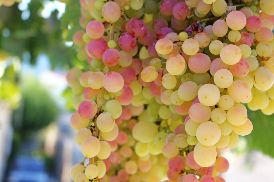 Winegrowing grapevine sweet