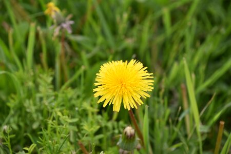 Prairie dandelion flower photo