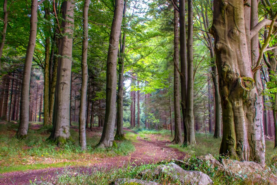 Bavarian forest trees scenic