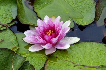 Blossom bloom pond