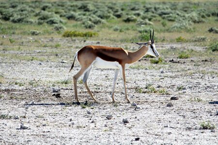 Gazelle safari close up photo