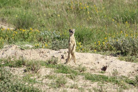 Africa close up meerkat photo