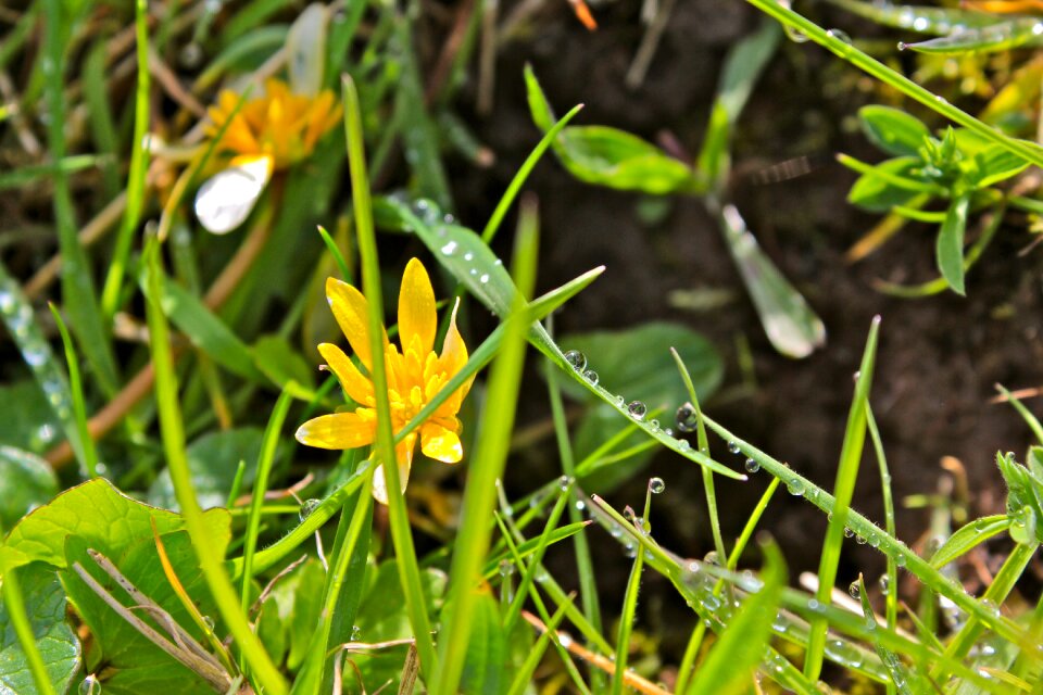 Landscape scene nature