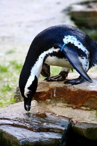Animal world waterfowl zoo