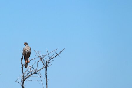 Safari bird sky photo